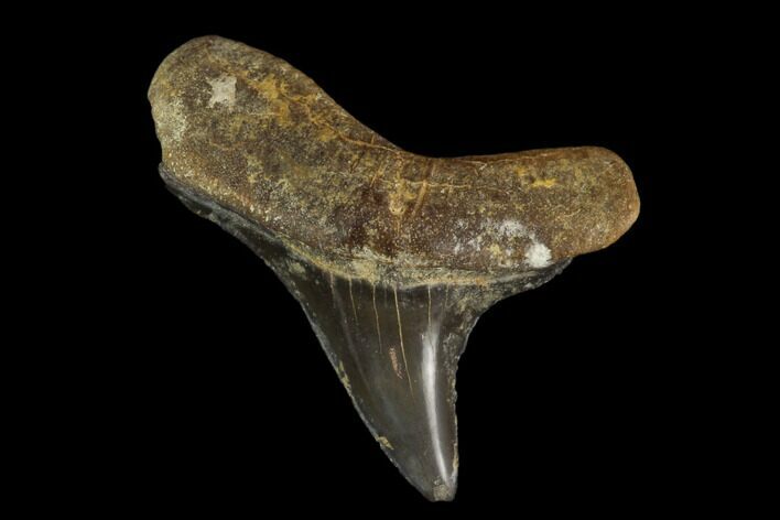 Fossil Cretoxyrhina Shark Tooth - Kansas #115642